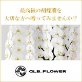 最高品質の胡蝶蘭をお値打ち価格でお届け！フラワーオンラインショップ【GLB.FLOWER】グローバーズフラワー